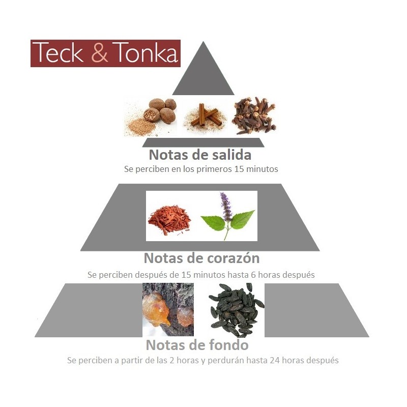 piramide-olfativa-concentrado-de-perfume-teca-y-tonka-de-esteban-paris