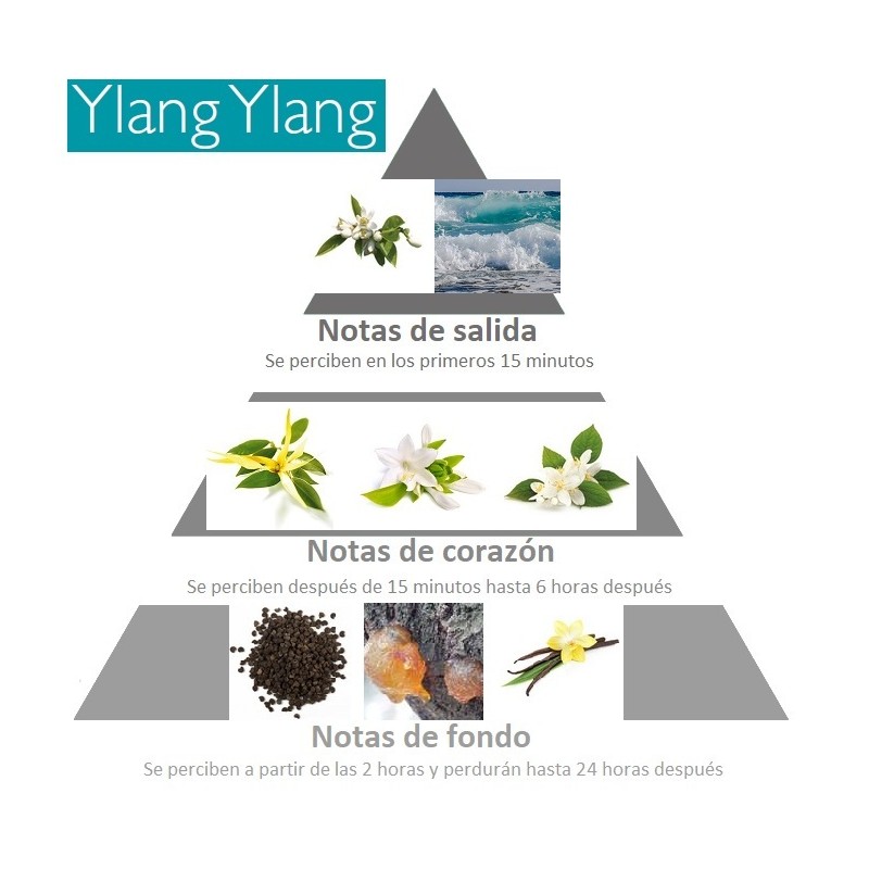 piramide-olfativa-concentrado-de-perfume-ylang-ylang-de-esteban-paris